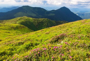 Karpat ormangülü çiçekli zaman.