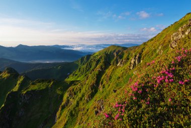 Karpat ormangülü çiçekli zaman.