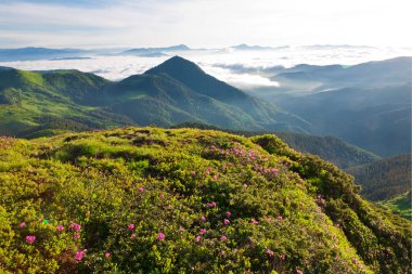 Karpat ormangülü çiçekli zaman.