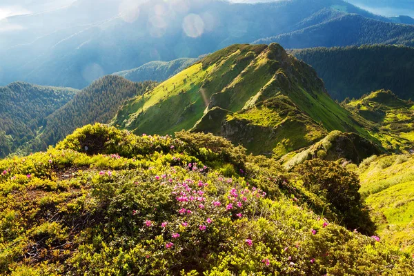 Rhododendron Cárpatos no momento da floração . — Fotografia de Stock