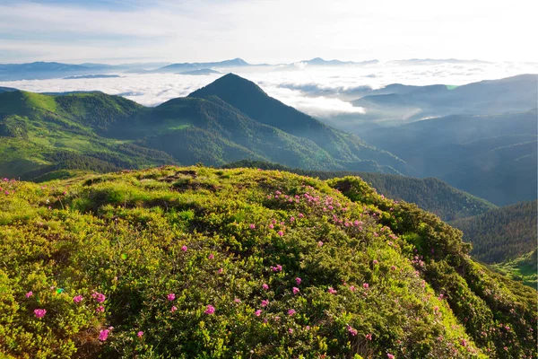 Cárpatos Rhododendron en el momento de la floración . — Foto de Stock