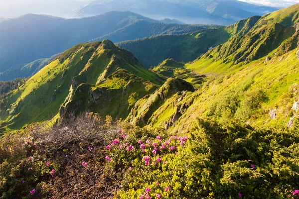 Cárpatos Rhododendron en el momento de la floración . — Foto de Stock