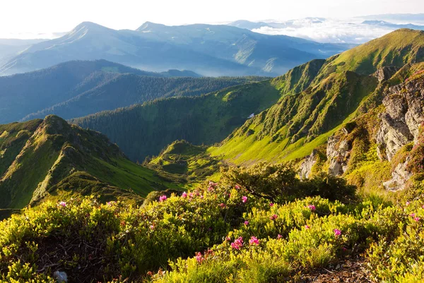 Cárpatos Rhododendron en el momento de la floración . — Foto de Stock