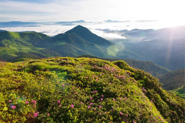 Rhododendron Cárpatos no momento da floração . — Fotografia de Stock