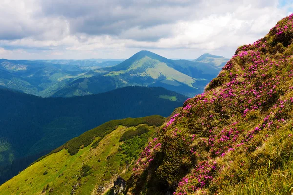 Cárpatos Rhododendron en el momento de la floración . — Foto de Stock