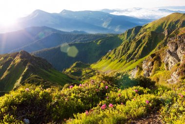 Karpat ormangülü çiçekli zaman.