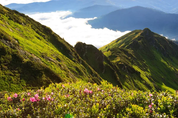 Cárpatos Rhododendron en el momento de la floración . — Foto de Stock