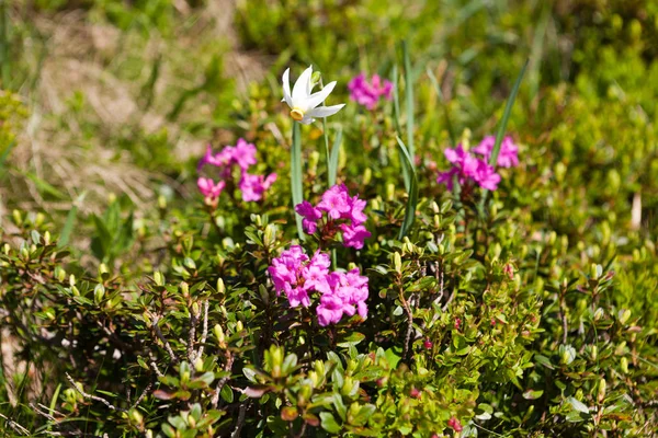 Narcissus and rhododendron — Stock Photo, Image