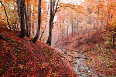 Kayın ormanı akışında