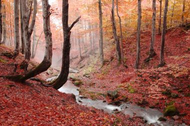 Kayın ormanı akışında