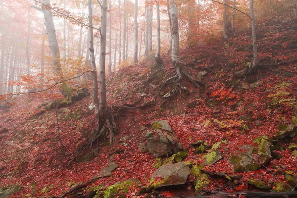 Outono dourado na floresta de faia — Fotografia de Stock