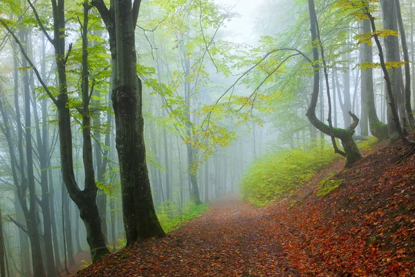 Sisli kayın ormanı