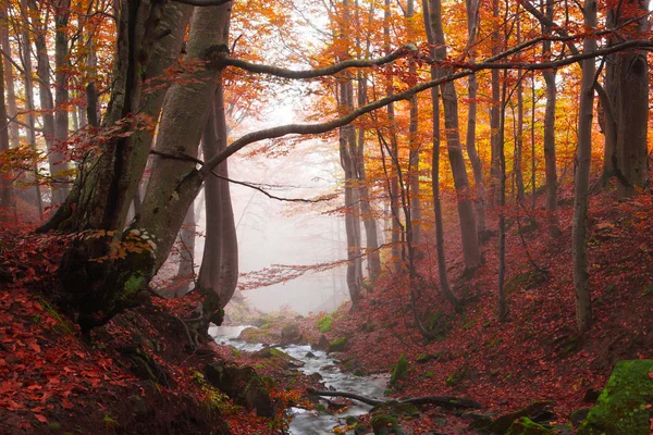 Cours d'eau dans la forêt de hêtres — Photo