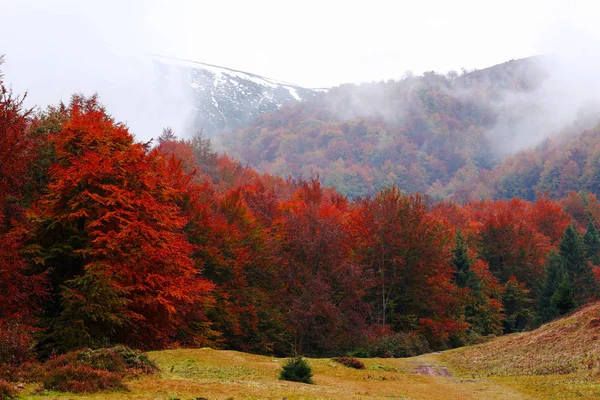 Autumn beech forest — Stock Photo, Image