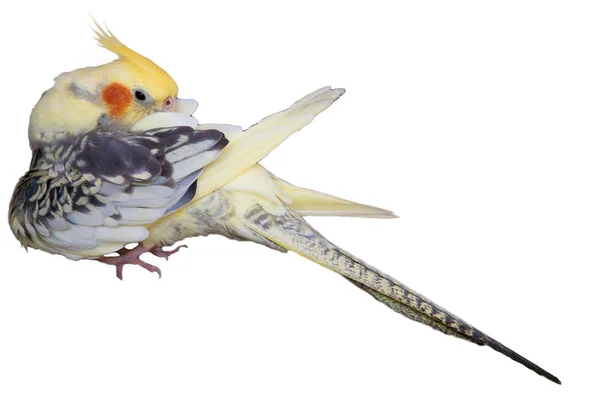 Cockatiel - Nymphicus hollandicus καθαρίζει φτερά — Φωτογραφία Αρχείου