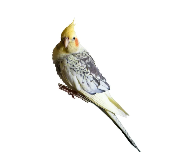 Cockatiel, Ninficus sobre fundo branco — Fotografia de Stock