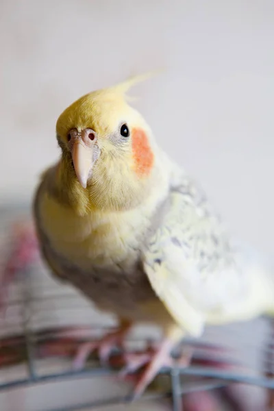 Retrato de Cockatiel (Nymphicus hollandicus ) — Fotografia de Stock