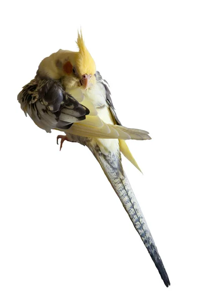 Cockatiel - Nymphicus hollandicus cleans feathers Stock Image