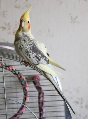 Petsupplies (Nymphicus hollandicus portresi)