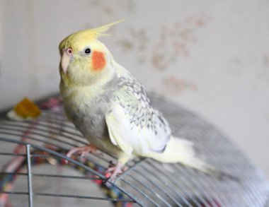 Petsupplies (Nymphicus hollandicus portresi)