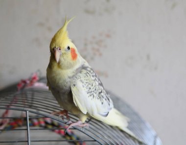 Petsupplies (Nymphicus hollandicus portresi)