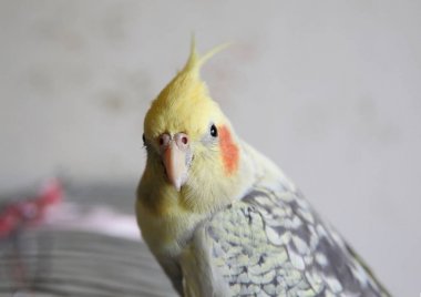 Petsupplies (Nymphicus hollandicus portresi)
