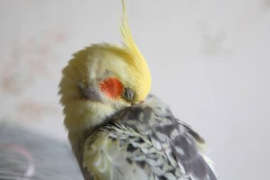 Petsupplies - Nymphicus hollandicus tüyler temizler. 