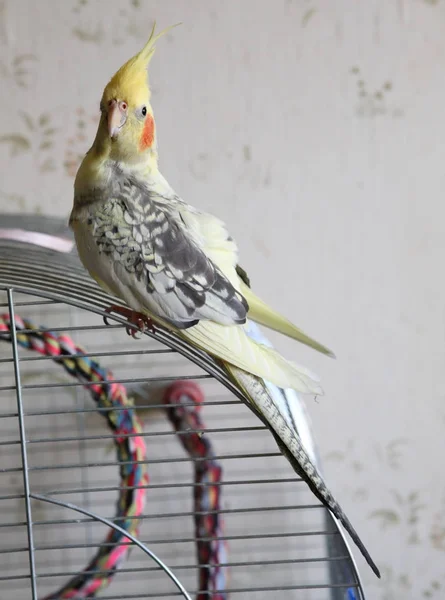 Retrato de Cockatiel (Nymphicus hollandicus ) — Foto de Stock