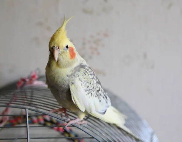 Retrato de Cockatiel (Nymphicus hollandicus ) —  Fotos de Stock