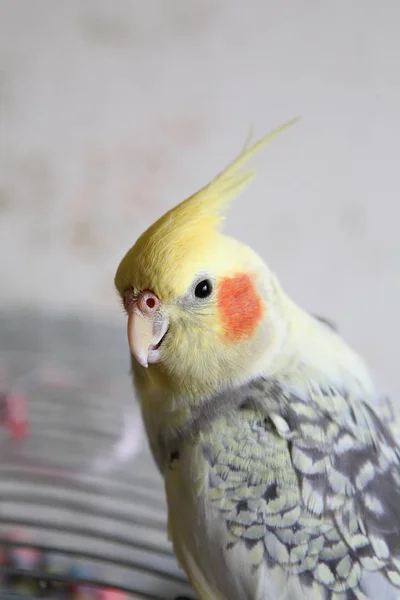 Retrato de Cockatiel (Nymphicus hollandicus ) — Fotografia de Stock