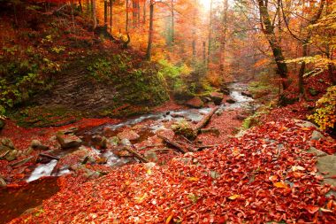 Sonbahar kayın ormanı şelale