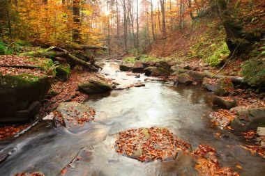 Sonbahar kayın ormanı şelale