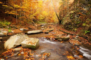 Sonbahar kayın ormanı şelale