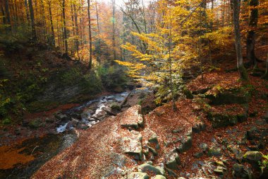 Sonbahar kayın ormanı şelale