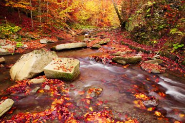 Şelale sonbahar kayın ormanı içinde muhteşem görünüm 