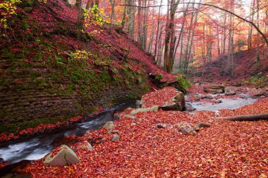 Şelale sonbahar kayın ormanı içinde muhteşem görünüm 