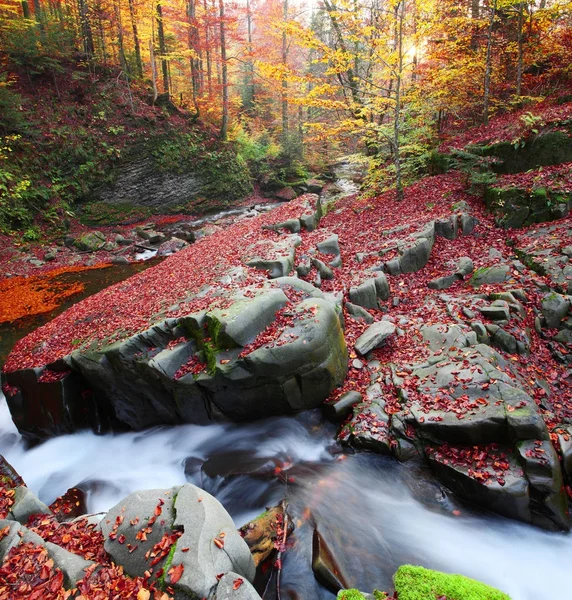 Magnificent view of the waterfall in the Autumn Beech Forest — Stock Photo, Image