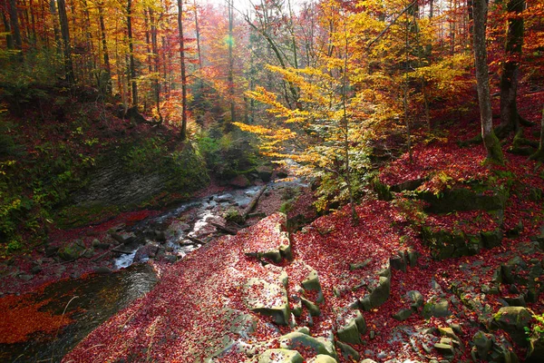 Μαγευτική θέα του καταρράκτη στο δάσος οξιών το φθινόπωρο — Φωτογραφία Αρχείου