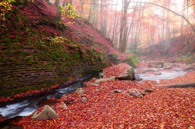 Sonbahar kayın ormanı şelale