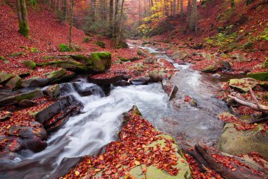 Sonbahar kayın ormanı şelale