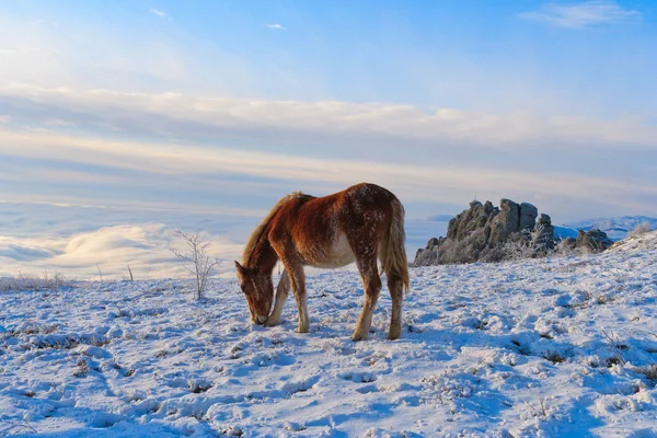 Konie w górach szukają pożywienia pod śniegiem. — Zdjęcie stockowe
