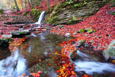 Küçük şelale düşüşü kayın ormanında.