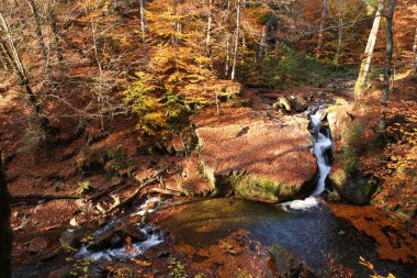 Şelale kayın ormanında sonbahar.
