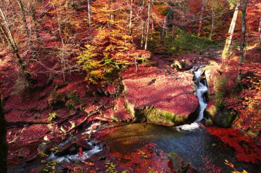 Şelale kayın ormanında sonbahar.