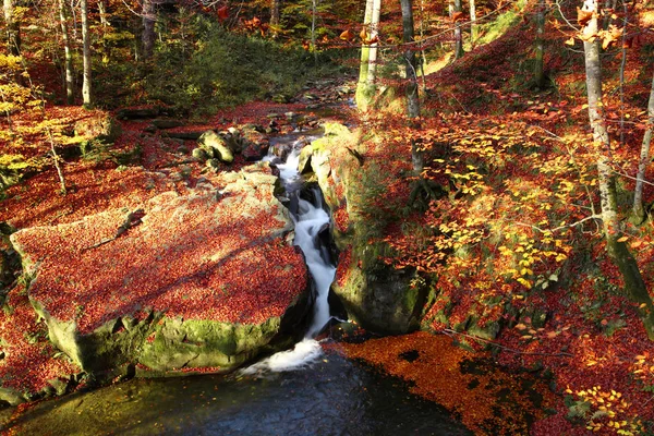 Καταρράκτη στο δάσος οξιών το φθινόπωρο. — Φωτογραφία Αρχείου