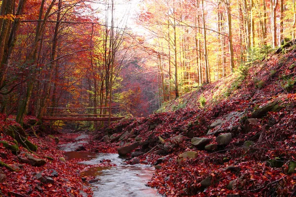 Brücke durch den Bach im Herbstwald. — Stockfoto