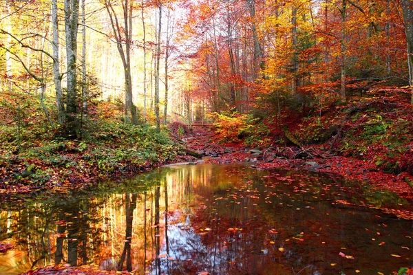 stock image A small pond on the stream in the autumn forest