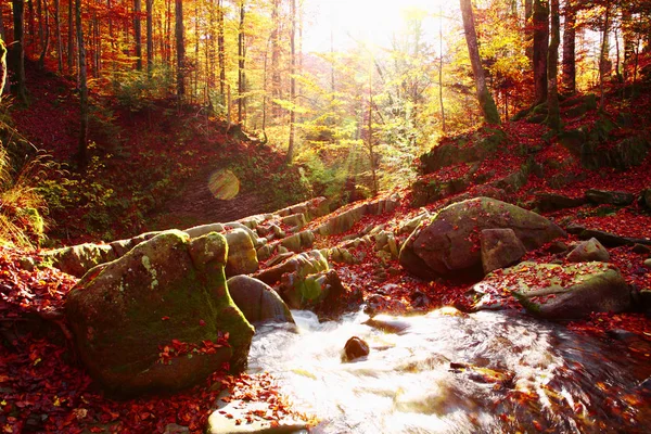 Καταρράκτη στο δάσος οξιών το φθινόπωρο. — Φωτογραφία Αρχείου