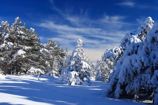 Ein wunderschönes Neujahrsbild - Fichte, bedeckt mit einer dicken Schneedecke — Stockfoto