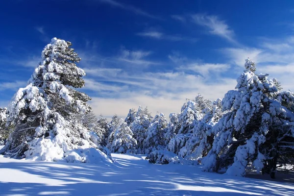 Ein wunderschönes Neujahrsbild - Fichte, bedeckt mit einer dicken Schneedecke — Stockfoto